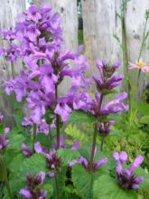 Stachys grandiflora Superba