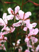 Epilobe rose, Epilobium angustifolium Stahl Rose