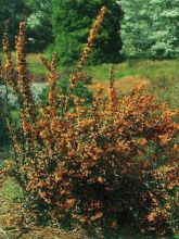 Épine-vinette à feuilles linéaires 'Orange King'