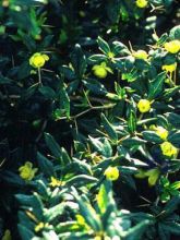 Berberis frikartii Amstelveen - Epine-vinette de Frikart.