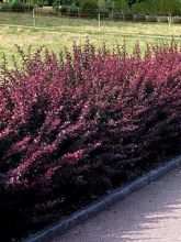 Berberis thunbergii atropurpurea, Epine-vinette de Thunberg Pot