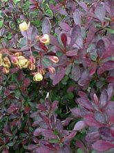 Épine-vinette de Thunberg 'Atropurpurea Nana'