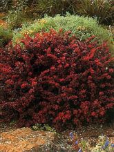 Berberis Thunbergii Bagatelle