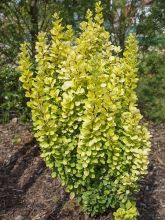 Berberis thunbergii Golden Rocket - Epine-vinette 