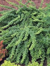 Épine-vinette de Thunberg 'Green Carpet'