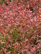 Berberis thunbergii Orange Dream