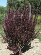 Beberis thunbergii Red Rocket - Epine-vinette