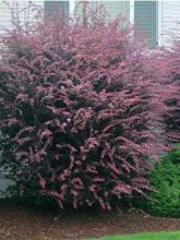 Berberis Thunbergii Rosy Glow