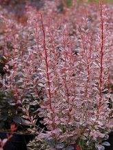 Berberis thunbergii Rosy Rocket