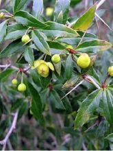 Épine-vinette Gagnepain 'Chenaultii'