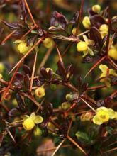 Berberis media Red Jewel - Epine-vinette