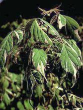 Acer negundo Variegatum - Érable à feuille de frêne panaché 