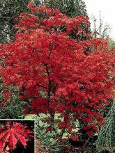 Érable du Japon - Acer japonicum Aconitifolium