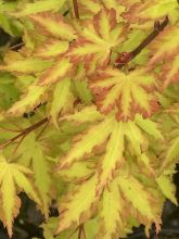 Érable du Japon - Acer palmatum Anne Irene