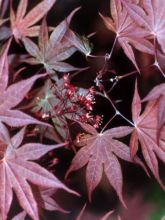 Érable du Japon - Acer palmatum Atropurpureum
