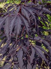Érable du Japon Black Lace - Acer palmatum