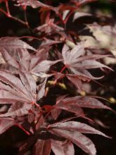 Erable du Japon - Acer palmatum Bloodgood