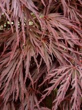 Érable du Japon - Acer palmatum Crimson Queen