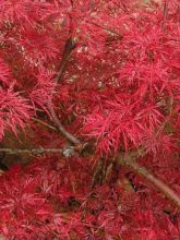 Érable du Japon Dissectum Atropurpureum - Acer palmatum