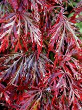 Érable du Japon - Acer palmatum Dissectum Firecracker