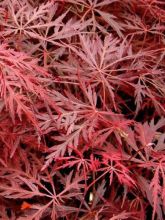 Érable du Japon - Acer palmatum Dissectum Garnet
