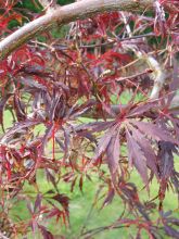 Érable du Japon 'Dissectum Tamukeyama'