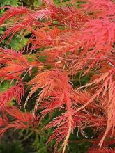 Érable du Japon - Acer palmatum Dissectum Viridis