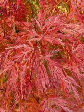 Érable du Japon - Acer palmatum Emerald Lace