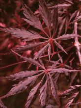 Erable du Japon - Acer palmatum Inaba-Shidare