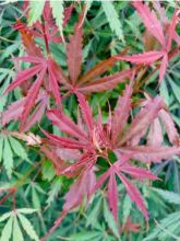 Érable du Japon Jerre Schwartz - Acer palmatum