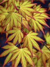 Erable du Japon - Acer palmatum Katsura