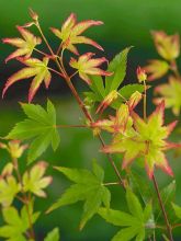 Érable du Japon - Acer palmatum Little Princess