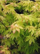 Acer palmatum Orange Dream