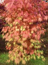 Érable du Japon 'Orange Flame'