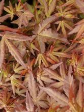 Érable du Japon - Acer palmatum Redwine
