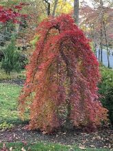 Érable du Japon - Acer palmatum Ryusen