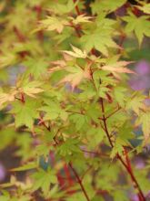 Erable du Japon - Acer palmatum Sangokaku (Senkaki) 