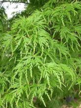 Érable du Japon - Acer palmatum Seiryu