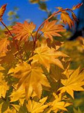 Erable du Japon - Acer palmatum Summer Gold