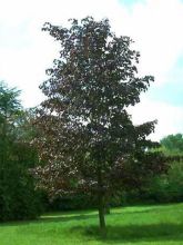 Acer platanoides Faassens Black - Érable plane