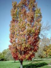 Acer rubrum Armstrong - Érable rouge