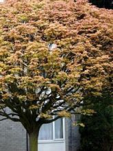 Erable sycomore - Acer pseudoplatanus Brilliantissimum