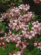 Escallonia  'Donard Seedling'