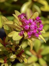 Escallonia 'Glowing Embers'