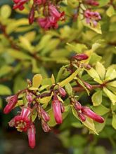 Escallonia 'Golden Carpet'