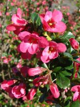 Escallonia  'Pride Of Donard'