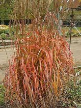 Miscanthus sinensis Afrika - Eulalie - Roseau de Chine