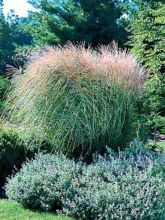 Miscanthus sinensis Arabesque - Roseau de Chine.