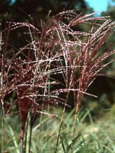 Miscanthus sinensis China - Eulalie - Roseau de Chine