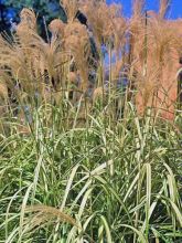 Miscanthus sinensis Cosmopolitan - Eulalie, Roseau de Chine